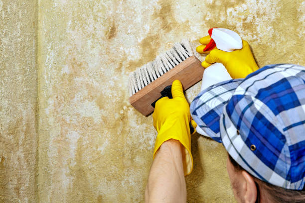 Best Comprehensive Air Testing for Mold Contaminants  in USA